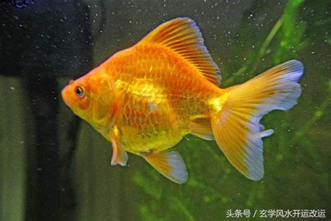 招財風水魚|一文睇清招財魚種類 